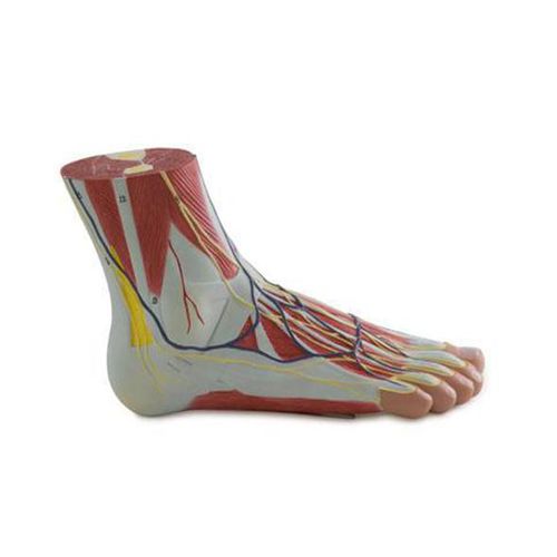 Modello anatomico di piede - YA/H024  - Yuan Technology - dorsale / ad uso didattico / di dissezione