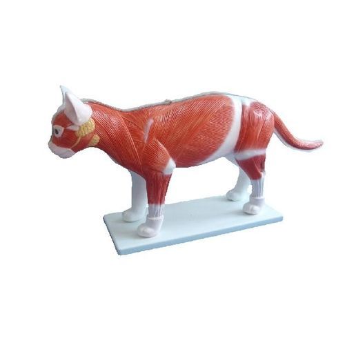 Modello anatomico di corpo intero - YA/B027  - Yuan Technology - ad uso didattico / di felino / con muscolatura