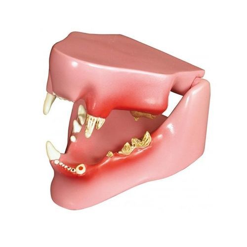 Modello anatomico di mandibola - YA/B027A  - Yuan Technology - di denti / ad uso didattico / di felino