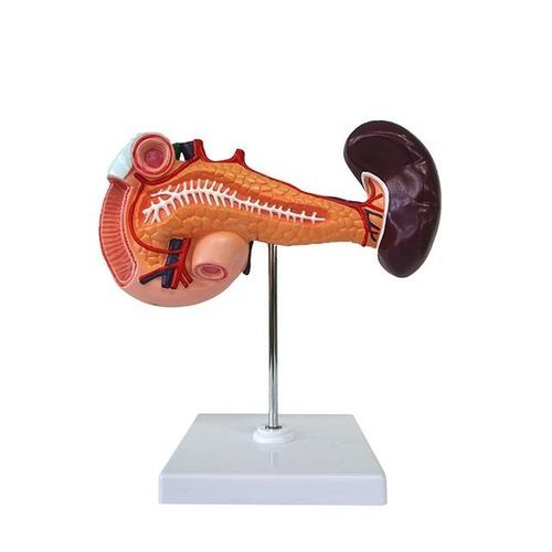Modello anatomico di pancreas - YA/D034 - Yuan Technology - di duodeno / di milza / ad uso didattico