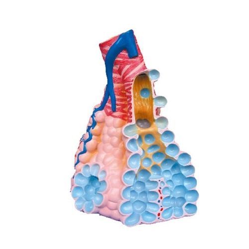 Modello anatomico di bronco - YA/R062 - Yuan Technology - ad uso didattico