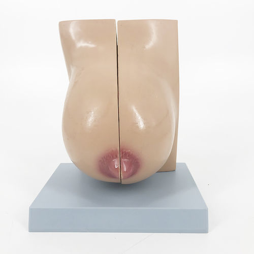 Modello anatomico di seno - YA/U076B - Yuan Technology - ghiandola mammaria / ad uso didattico