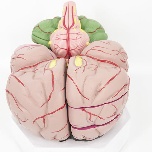 Modello anatomico di cervello - YA/N027C - Yuan Technology - ad uso didattico