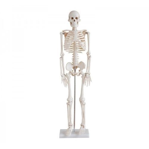 Modello anatomico di scheletro - YA/L012 - Yuan Technology - di cranio / di articolazione / ad uso didattico