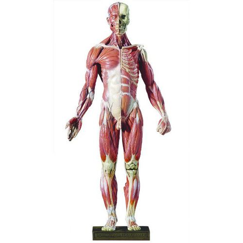 Modello anatomico muscolo - DT99 - Denoyer-Geppert - corpo intero / ad
