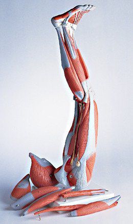 Modello anatomico di piede - 0342-20  - Denoyer-Geppert - di muscolo / di gamba / di anca