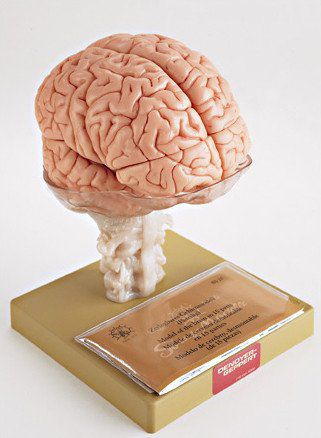 Modello anatomico di cranio - A66 - Denoyer-Geppert - temporale / di cervello / di cervelletto