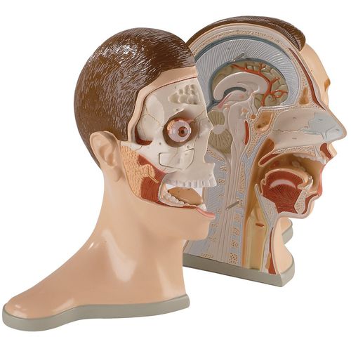 Modello anatomico di testa - 0176-00 - Denoyer-Geppert - osseo / osseo / di cranio