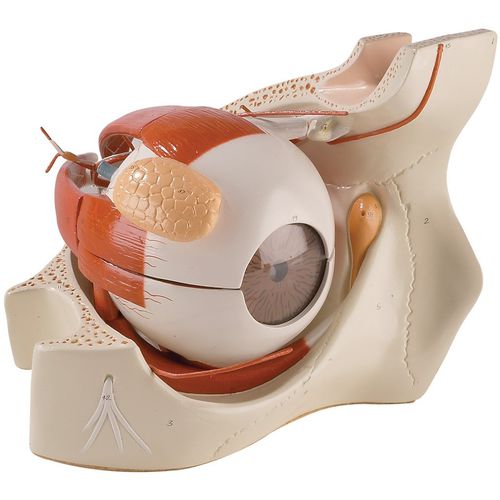 Modello anatomico corpo - 0182-00 - Denoyer-Geppert - di occhio / di vasi sanguigni / ad uso didattico