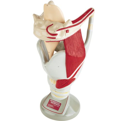 Modello anatomico osseo - 0134-00 - Denoyer-Geppert - di muscolo / di costola / di laringe