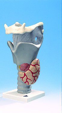 Modello anatomico di laringe - AP200  - Denoyer-Geppert - tiroide / ad uso didattico