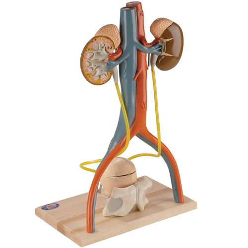 Modello anatomico di seno nasale - 0145-00 - Denoyer-Geppert - di bacino / pelvico / per vena femorale