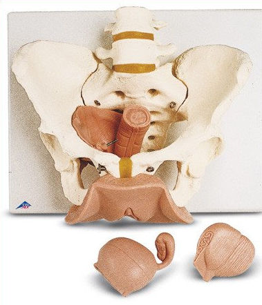Modello anatomico di scheletro - SV31 - Denoyer-Geppert - di bacino / lombare / di coccige