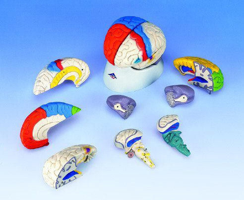Modello anatomico cranico - A422  - Denoyer-Geppert - temporale / di cervello / di cervelletto