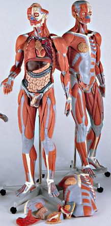 Modello anatomico muscolare - 0349-51 - Denoyer-Geppert - di corpo intero / didattico / bisessuato