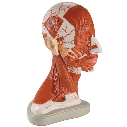 Modello anatomico di testa - 0174-00 - Denoyer-Geppert - di clavicola / di collo / di costola