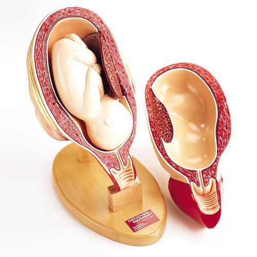Modello anatomico pelvico - 0719-P - Denoyer-Geppert - tronco / di utero / di trombe di Falloppio