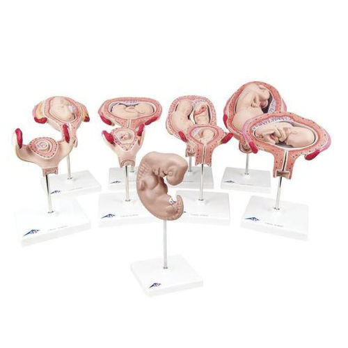Modello anatomico di utero - 0304-11  - Denoyer-Geppert - ad uso didattico / di gravidanza