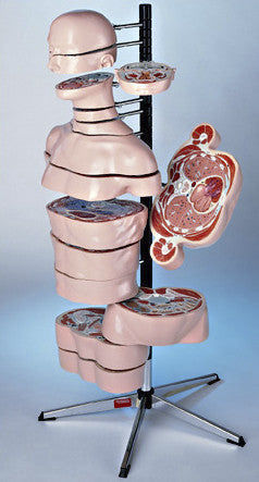 Modello anatomico tronco - 0320-00 - Denoyer-Geppert - MRI / in plastica