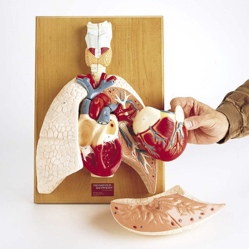 Modello anatomico di seno nasale - 0192-00  - Denoyer-Geppert - di cuore / arteria polmonare / di esofago