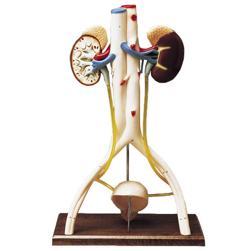 Modello anatomico di apparato urinario - 0827-45 - Denoyer-Geppert - rene / vescica / di vasi sanguigni