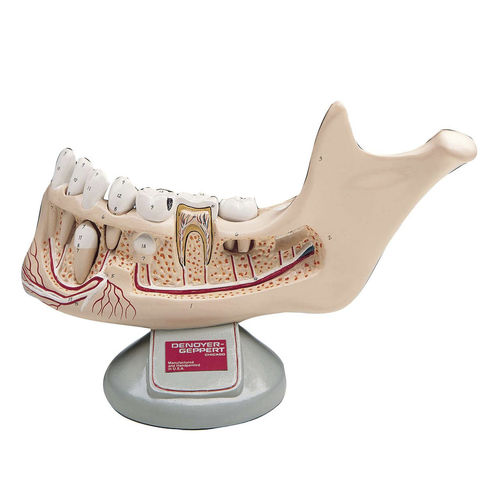 Modello anatomico osseo - 0106-00 - Denoyer-Geppert - di mandibola / mandibolare / di mandibola