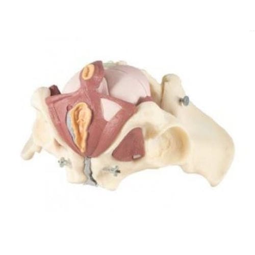 Modello anatomico di bacino - ZKK-267-A - Educational + Scientific Products Ltd - di pavimento pelvico / di muscolo / di coccige
