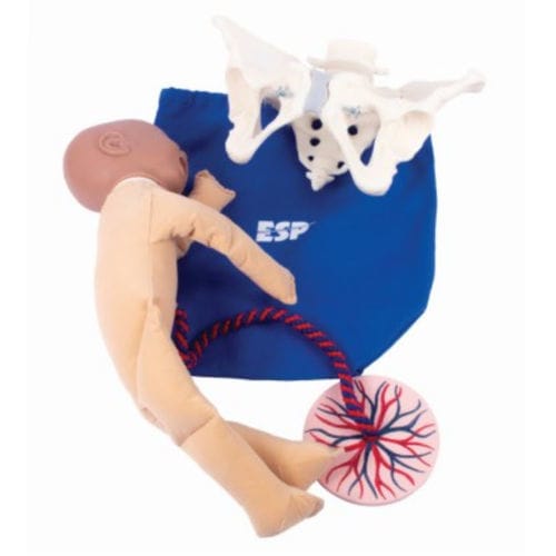 Modello anatomico di bacino - ZKK-260-T - Educational + Scientific Products Ltd - di cordone ombelicale / di parto / femminile