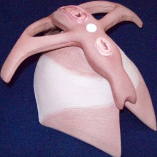 Modello anatomico di muscolo - ZKK-262-H - Educational + Scientific Products Ltd - di pavimento pelvico / ad uso didattico / femminile