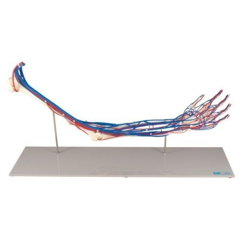 Modello anatomico di scheletro - ZKJ-688-E - Educational + Scientific Products Ltd - di sistema circolatorio / di vasi sanguigni / di braccio
