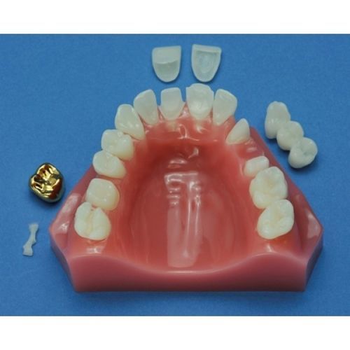 Modello anatomico di mascella - ZDM-011-CD - Educational + Scientific Products Ltd - odontoiatrico / ad uso didattico
