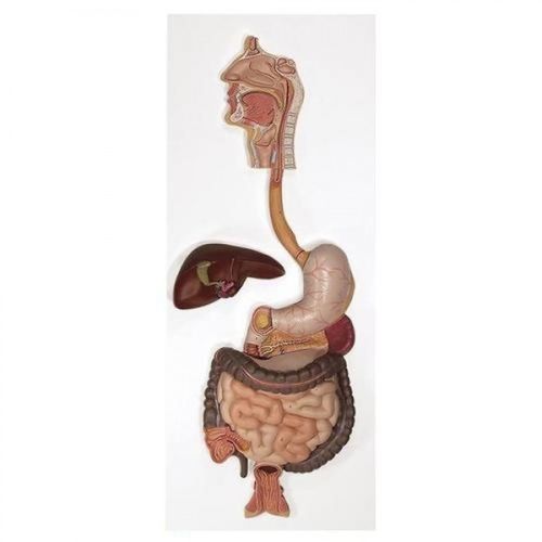 Modello anatomico apparato digestivo - ZKJ-737-X - Educational + Scientific Products Ltd - di colon / vescica / di bocca