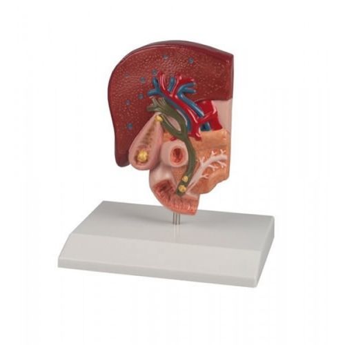 Modello anatomico biliare - ZKJ-786-G - Educational + Scientific Products Ltd - di intestino tenue / di vescicola biliare / ad uso didattico