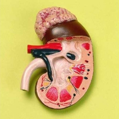 Modello anatomico rene - ZKJ-782-L - Educational + Scientific Products Ltd - ghiandola surrenale / uretere / di arteria