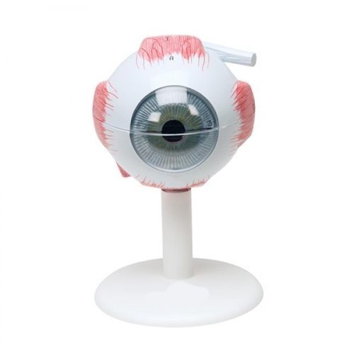 Modello anatomico di occhio - ZKH-467-X - Educational + Scientific Products Ltd - ad uso didattico