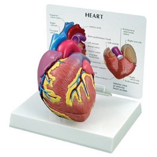Modello anatomico di cuore - GBM-001 - Educational + Scientific Products Ltd - cardiaco / di vena cava / didattico