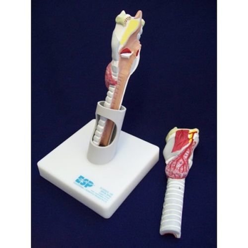 Modello anatomico di laringe - ZKH-950-A - Educational + Scientific Products Ltd - tiroide / di trachea / didattico