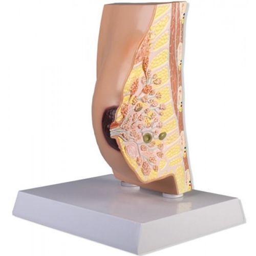 Modello anatomico di seno - ZKL-117-B - Educational + Scientific Products Ltd - di muscolo / ad uso didattico / femminile