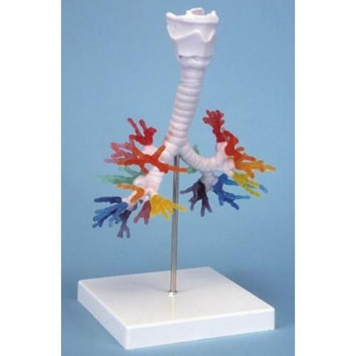 Modello anatomico bronchiale - ZKJ-658-B - Educational + Scientific Products Ltd - di laringe / di trachea / osseo