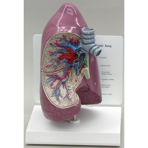 Modello anatomico di polmone - ZKJ-663-L - Educational + Scientific Products Ltd - di costola / di trachea / ad uso didattico