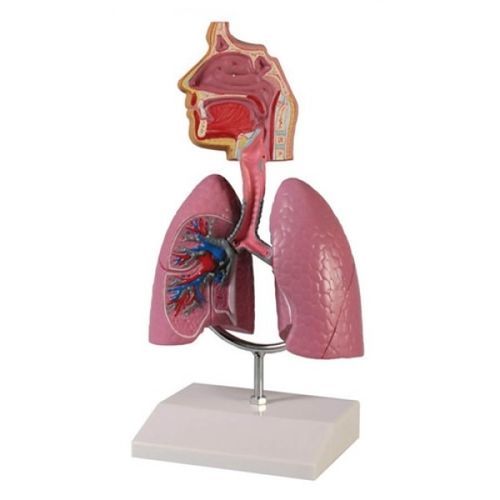 Modello anatomico di trachea - ZKJ-654-H - Educational + Scientific Products Ltd - di apparato respiratorio / di vie respiratorie / didattico