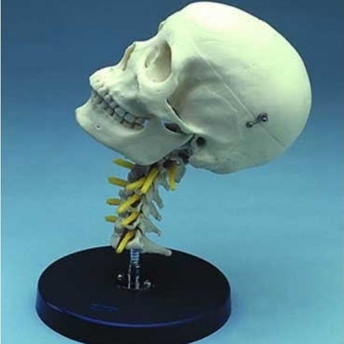 Modello anatomico di cranio - ZJY-405-C - Educational + Scientific Products Ltd - di rachide / cervicale / didattico