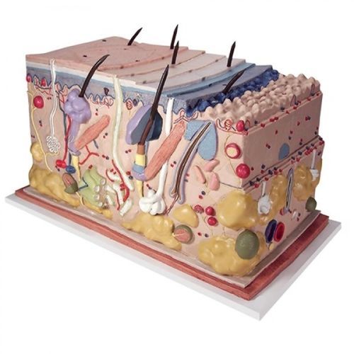 Modello anatomico di pelle - ZKJ-585-S - Educational + Scientific Products Ltd - didattico
