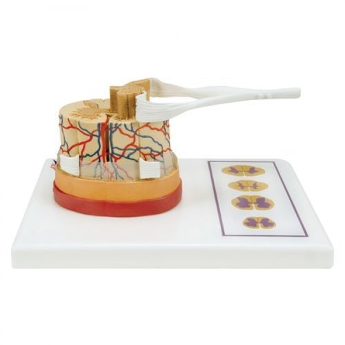 Modello anatomico di collo - ZJY-964-V - Educational + Scientific Products Ltd - rachideo / di midollo spinale / tronco