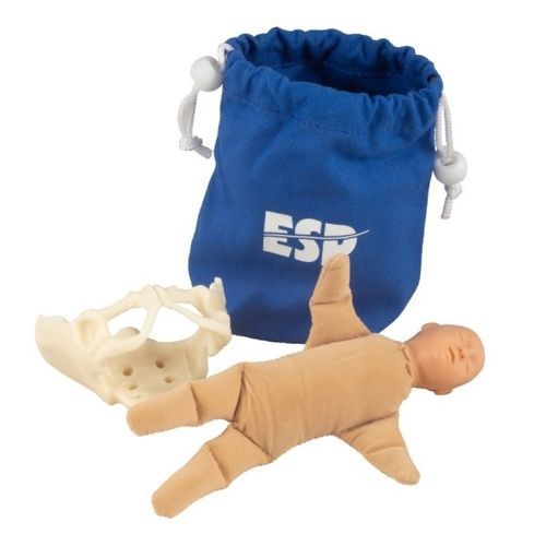 Modello anatomico di bacino - ZKK-258-B - Educational + Scientific Products Ltd - corpo / ad uso didattico / di feto