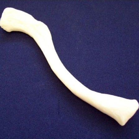 Modello anatomico di clavicola - ZJY-240-040H - Educational + Scientific Products Ltd - osseo / in plastica