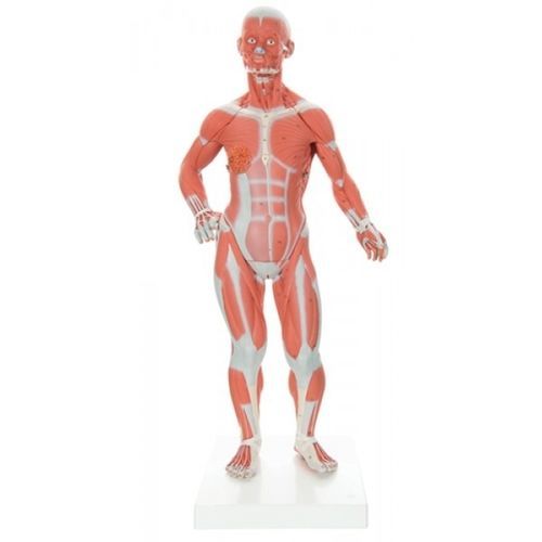 Modello anatomico muscolare - ZKJ-230-M - Educational + Scientific Products Ltd - tronco / ghiandola mammaria / maschile