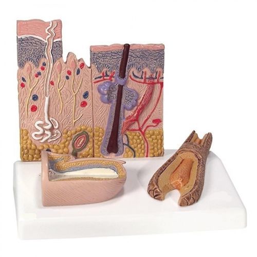 Modello anatomico di pelle - ZKJ-570-H - Educational + Scientific Products Ltd