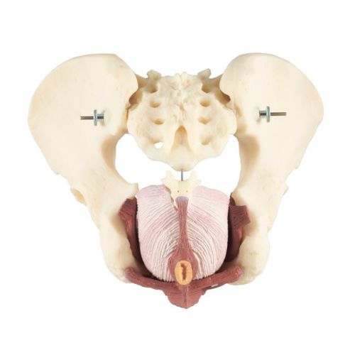 Modello anatomico di bacino - Dorey - Educational + Scientific Products Ltd - di pavimento pelvico / di muscolo / anale