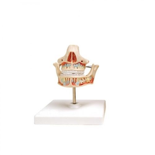 Modello anatomico odontoiatrico - ZKH-690-A - Educational + Scientific Products Ltd - di vasi sanguigni / di mandibola / odontoiatrico